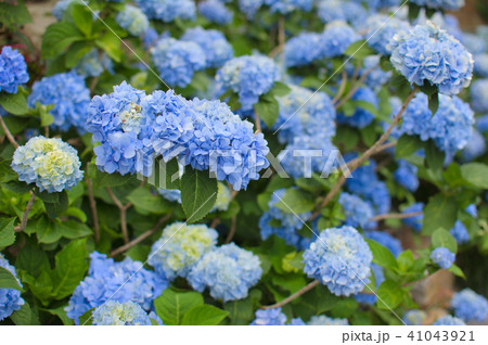 アジサイ 41043921