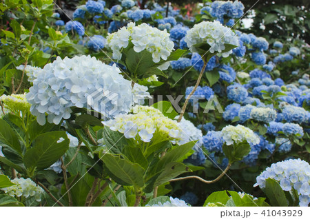アジサイ 41043929