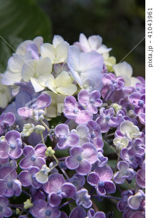 ウズアジサイ7 ウズアジサイ7 41043961