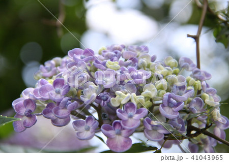 ウズアジサイ12 ウズアジサイ12 41043965