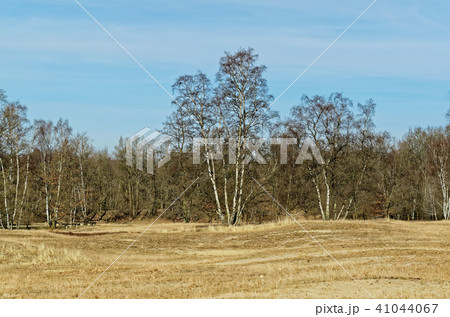 Bare trees under blue sky at the edge of a field 41044067
