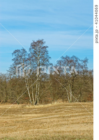 Bare trees under blue sky at the edge of a field Bare trees under blue sky at the edge of a field 41044069