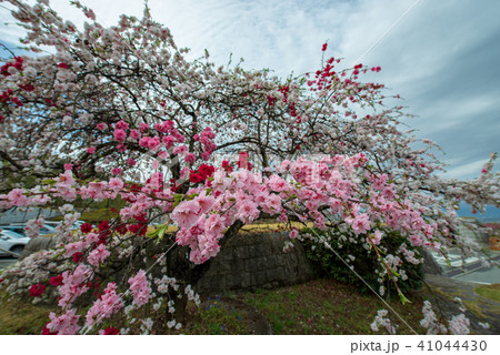 みさか桃源郷公園・桃の花（山梨県） 41044430