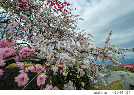 みさか桃源郷公園・桃の花（山梨県） 41044434