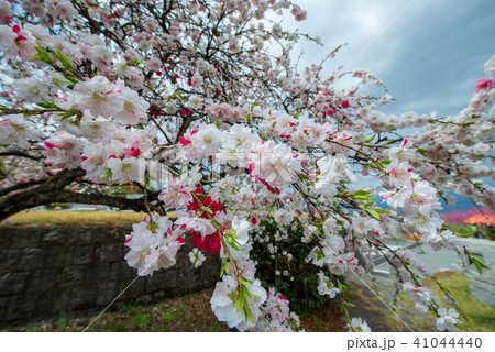 みさか桃源郷公園 桃の花 山梨県 の写真素材 41044440 Pixta