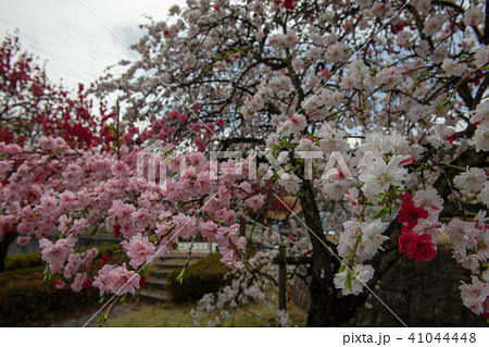 みさか桃源郷公園・桃の花(山梨県) みさか桃源郷公園・桃の花(山梨県) 41044448