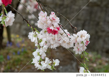 みさか桃源郷公園・桃の花(山梨県) みさか桃源郷公園・桃の花(山梨県) 41044451