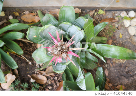 Bromelia or Bromelia plant 41044540