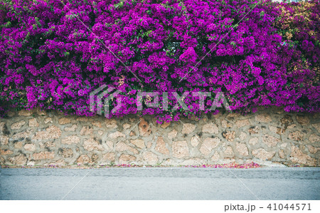 Wall covered with purple Bougainvillea 41044571