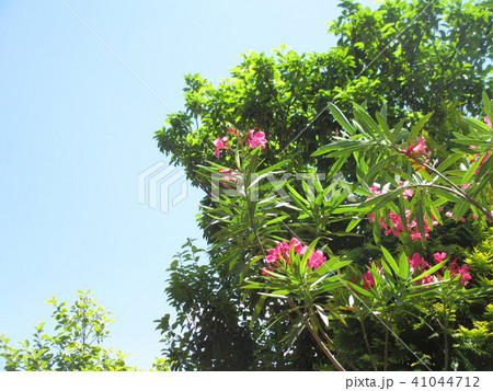 初夏の空と庭木 夾竹桃とソヨゴ の写真素材