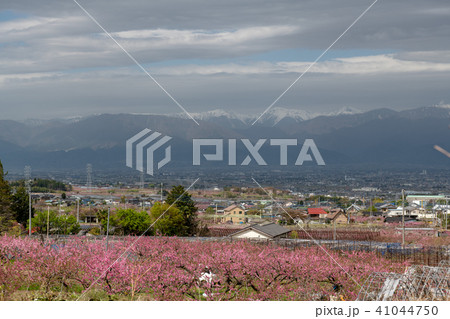 桃畑・みさか桃源郷公園の周辺(山梨県) 桃畑・みさか桃源郷公園の周辺(山梨県) 41044750