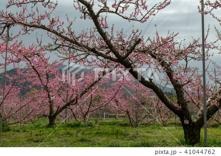 桃畑・みさか桃源郷公園の周辺（山梨県） 41044762