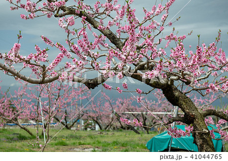 桃畑・みさか桃源郷公園の周辺(山梨県) 桃畑・みさか桃源郷公園の周辺(山梨県) 41044765