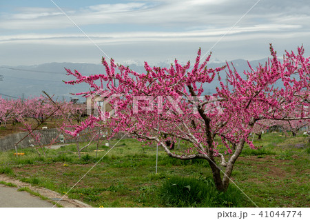 桃畑・みさか桃源郷公園の周辺（山梨県） 41044774