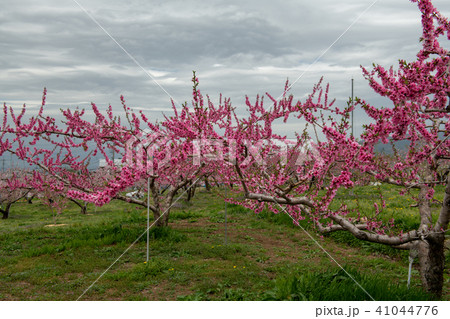 桃畑・みさか桃源郷公園の周辺（山梨県） 41044776