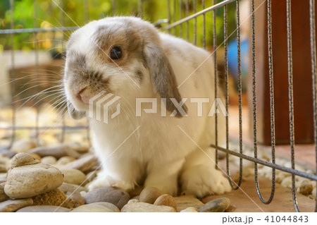 The rabbit are sitting 41044843