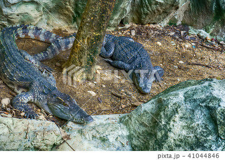 Siamese crocodile 41044846