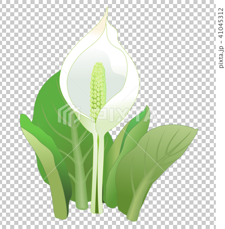 水芭蕉の絵 早春の北海道、ミズバショウを描く 水彩画 酒井芳元 - YouTube
