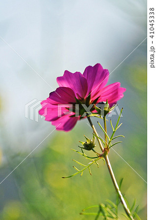 アキザクラ コスモ コスモス 41045338