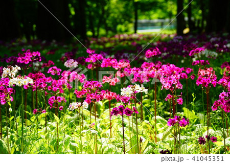 奥日光　千手が浜のクリンソウ 41045351