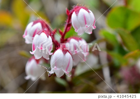 アカモノ 41045425