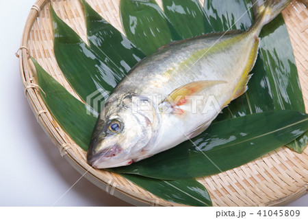 天然しまあじ 食材 天然しまあじ 食材 41045809