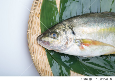 天然しまあじ 食材 天然しまあじ 食材 41045810