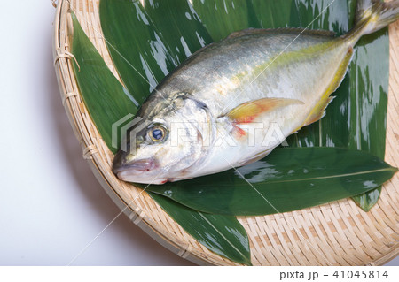 天然しまあじ　食材 41045814