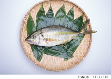 天然しまあじ　食材 41045816