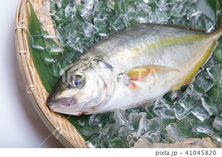天然しまあじ 食材 天然しまあじ 食材 41045820