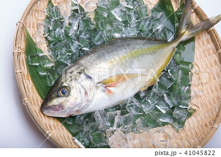 天然しまあじ 食材 天然しまあじ 食材 41045822
