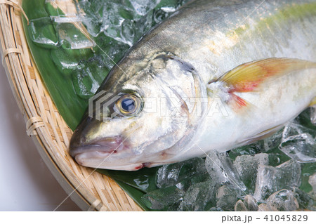 天然しまあじ 食材 天然しまあじ 食材 41045829