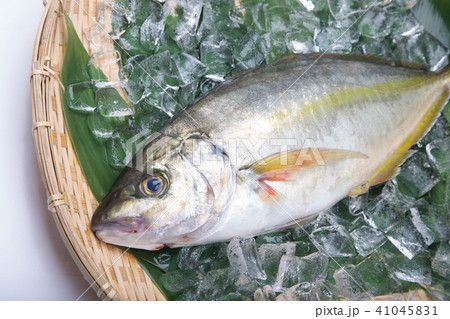 天然しまあじ 食材 天然しまあじ 食材 41045831
