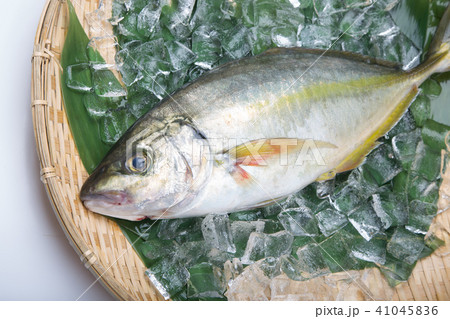 天然しまあじ　食材 41045836