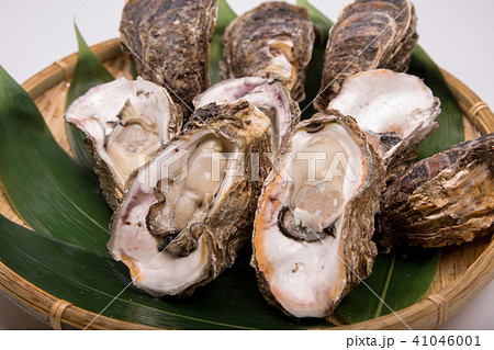 岩牡蠣　食材 41046001