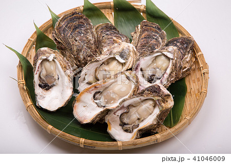 岩牡蠣 食材 岩牡蠣 食材 41046009
