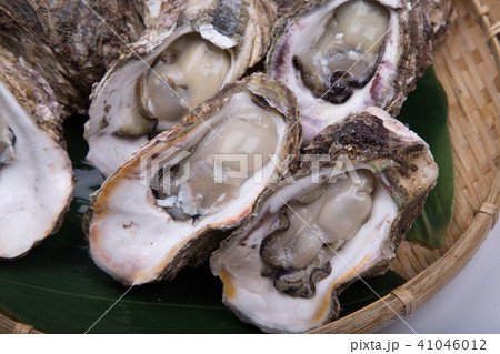 岩牡蠣 食材 岩牡蠣 食材 41046012