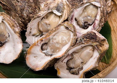 岩牡蠣　食材 41046014