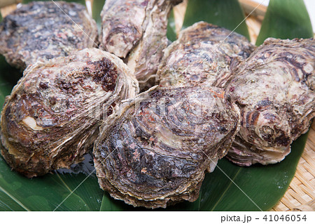 岩牡蠣　食材 41046054