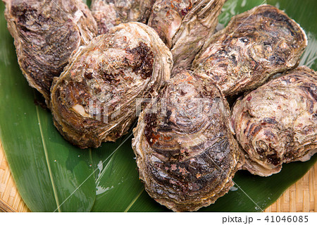 岩牡蠣 食材 岩牡蠣 食材 41046085