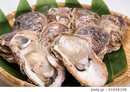 岩牡蠣 岩牡蠣 41046106