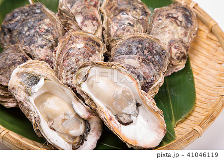 岩牡蠣 41046119