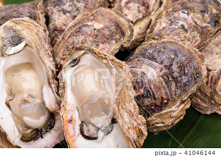 岩牡蠣 41046144