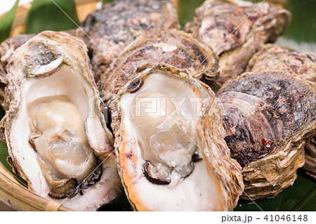 岩牡蠣 41046148