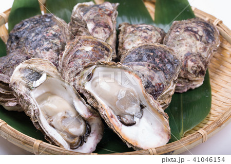 岩牡蠣 岩牡蠣 41046154