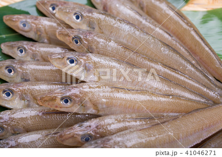キス　魚 食材 41046271