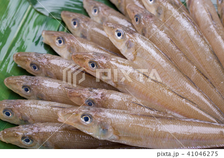 キス　魚 食材 41046275