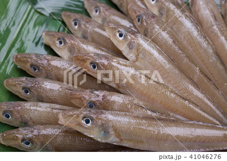 キス　魚 食材 41046276