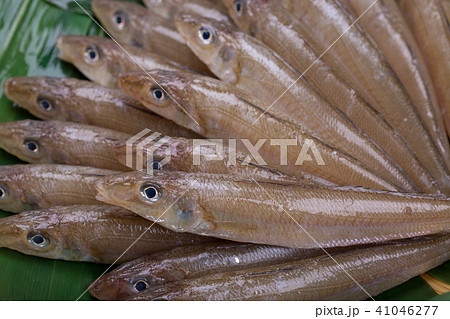 キス　魚 食材 41046277