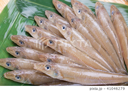 キス　魚 食材 41046279
